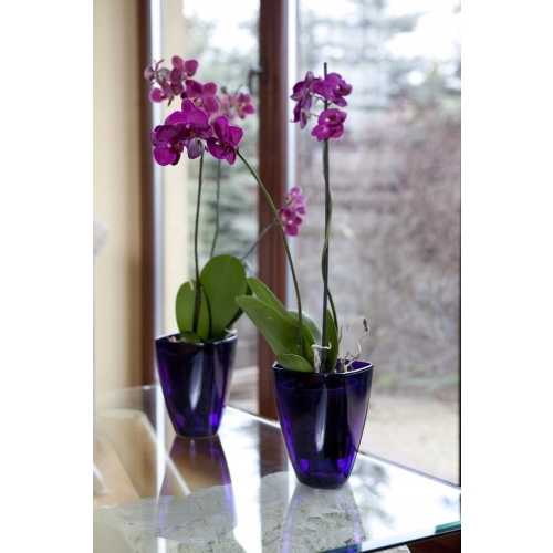 OSŁONKA NA STORCZYKA VERDENIA 12cm 5025 transparent