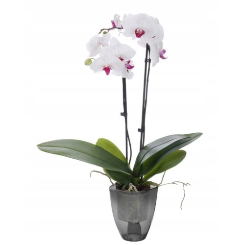OSŁONKA NA STORCZYKA VERDENIA 12cm 5025 grafit